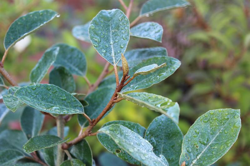 Elaeagnus x ebbingei-7432