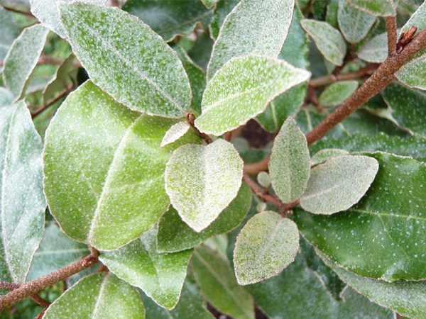 Elaeagnus x ebbingei-0