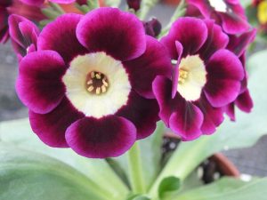 Primula auricula 'Elsie May'-0