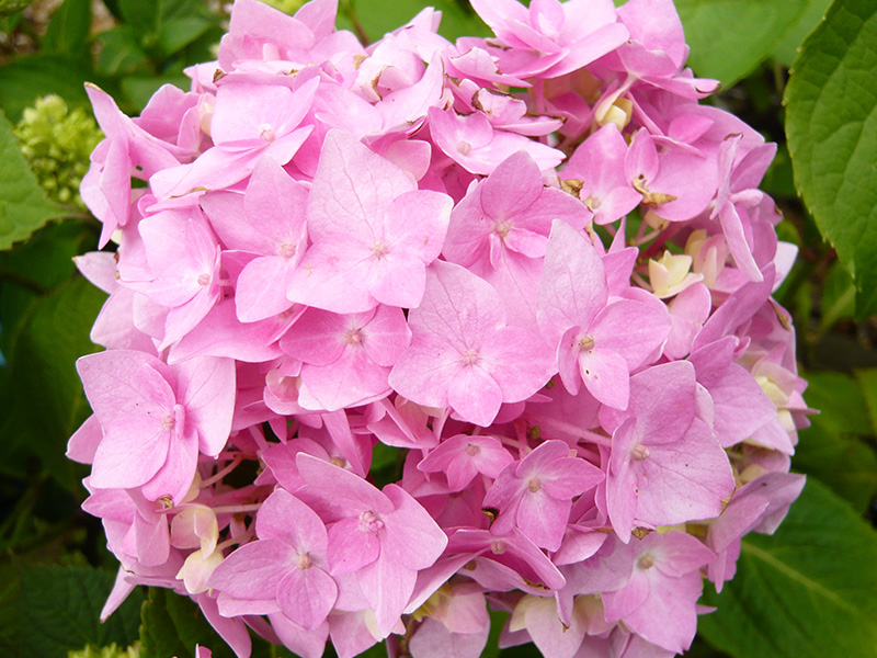 Hydrangea macrophylla Endless Summer Pink-1519