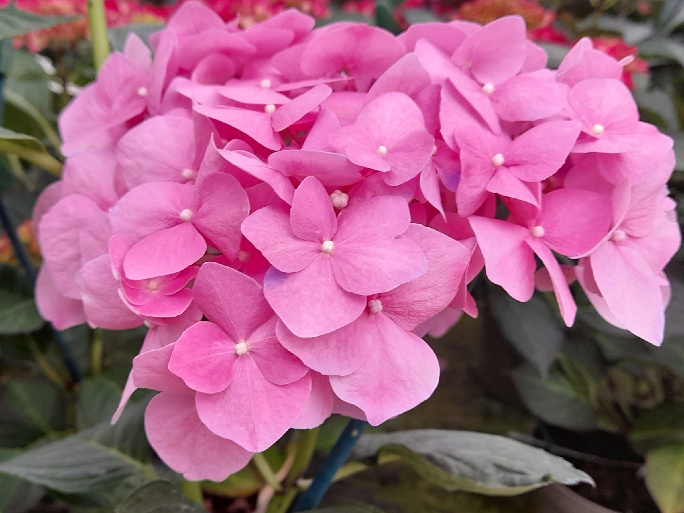 Hydrangea macrophylla 'Enziandom'-22201