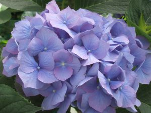 Hydrangea macrophylla 'Enziandom'-0