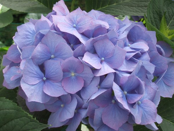 Hydrangea macrophylla 'Enziandom'-0