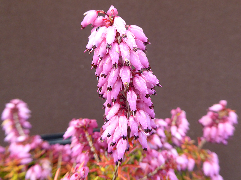 Erica carnea 'Ann Sparkes' (1 Litre pot)-0