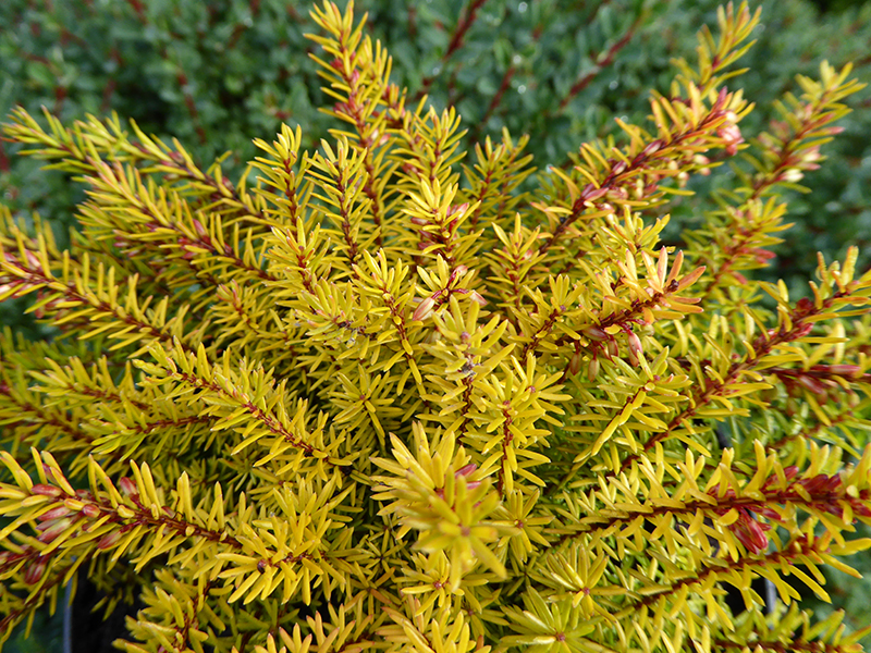 Erica carnea 'Ann Sparkes' (1 Litre pot)-13531