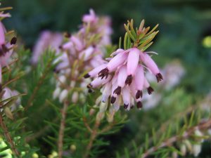 Erica carnea 'Aurea' (9cm pot)-0