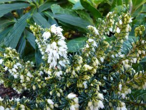 Erica carnea 'Ice Princess' (9cm pot)-0
