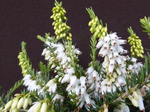 Erica carnea 'Isabell' (1 Litre pot)-0