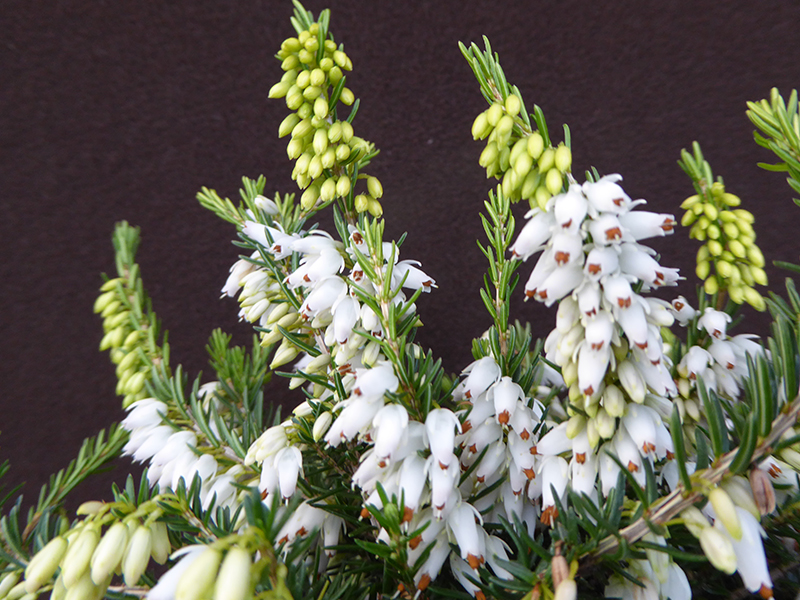 Erica carnea 'Isabell' (1 Litre pot)-0