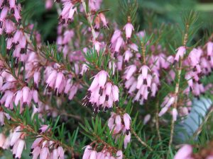 Erica carnea 'Loughrigg' (1 litre pot)-0