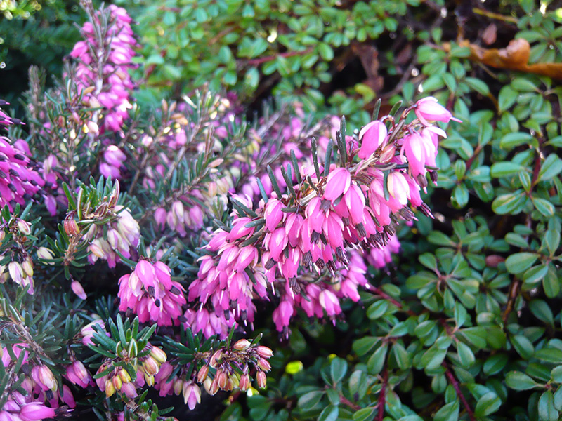 Erica carnea 'Nathalie' (9cm pot)-11216