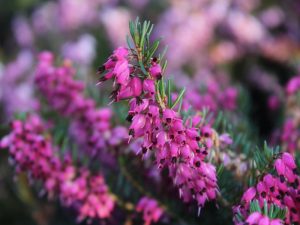 Erica carnea 'Nathalie' (9cm pot)-0