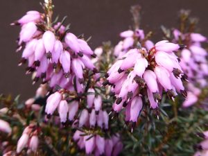 Erica carnea 'Viking' (1 litre pot)-0