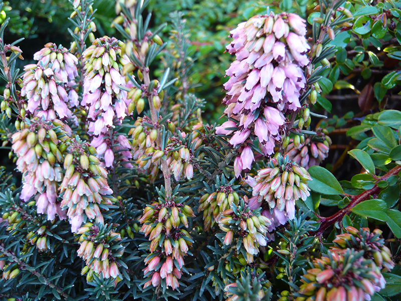 Erica erigena 'Irish Dusk' (9cm pot)-0