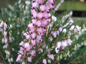 Erica x darleyensis 'Ghost Hills' (1 litre pot)-0