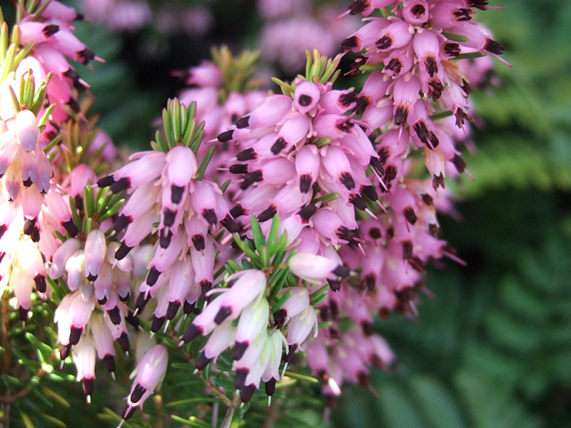Erica x darleyensis 'Mary Helen' (1 litre pot)-1640