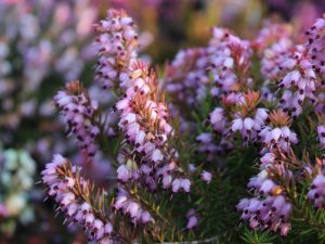 Erica x darleyensis 'Mary Helen' (1 litre pot)-0