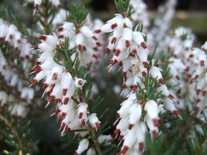 Erica x darleyensis 'Silberschmelze' (1 litre pot)-0