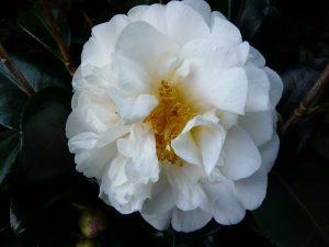Camellia x williamsii 'E.T.R. Carlyon'-0