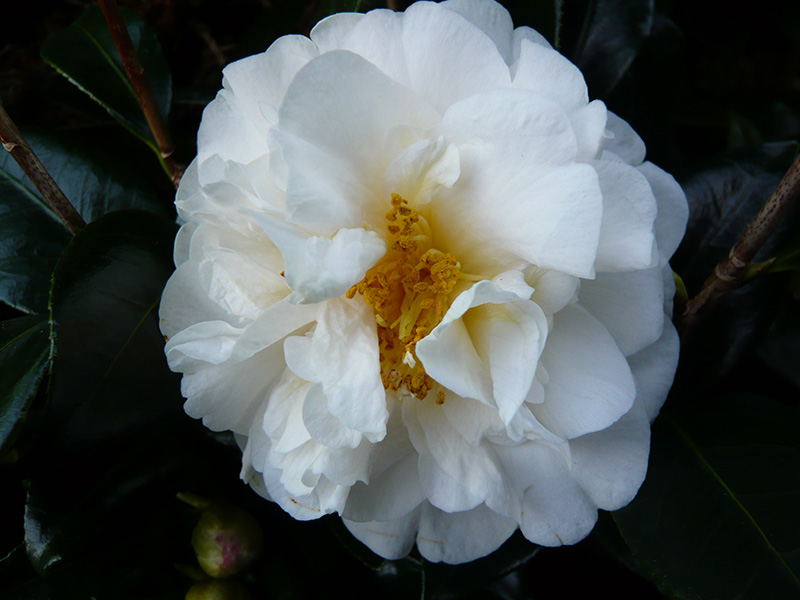 Camellia x williamsii 'E.T.R. Carlyon'-0