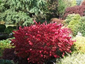 Euonymus alatus 'Compactus'-0