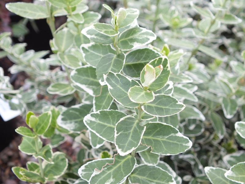 Euonymus fortunei 'Emerald Gaiety'-0