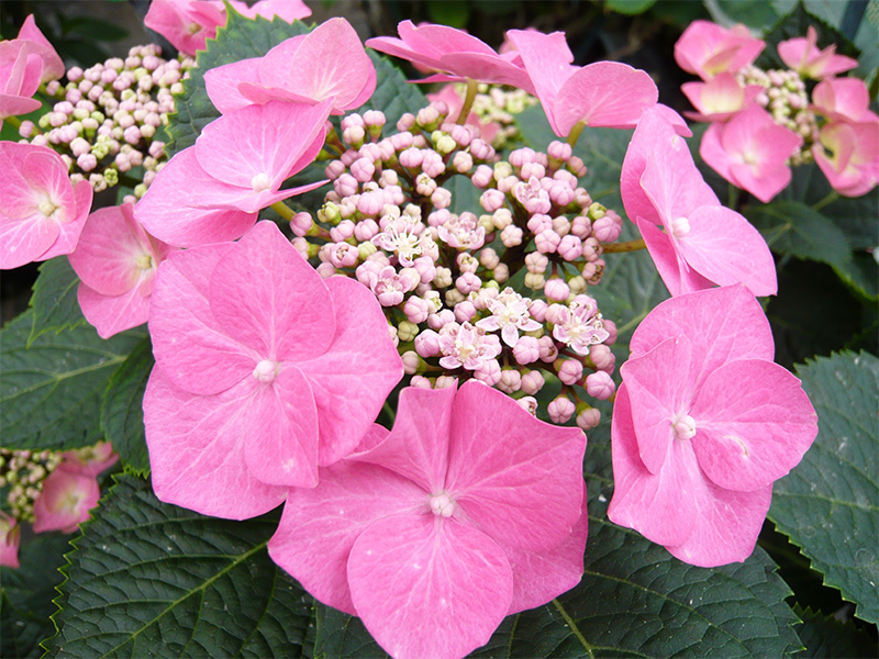 Hydrangea macrophylla 'Fasan' -1524