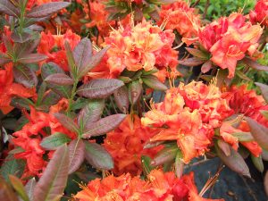 Rhododendron 'Fireball'-0