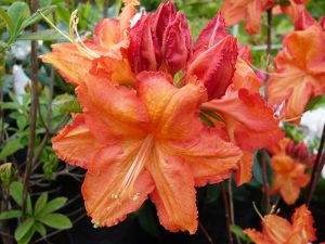 Rhododendron 'Firecracker'-0