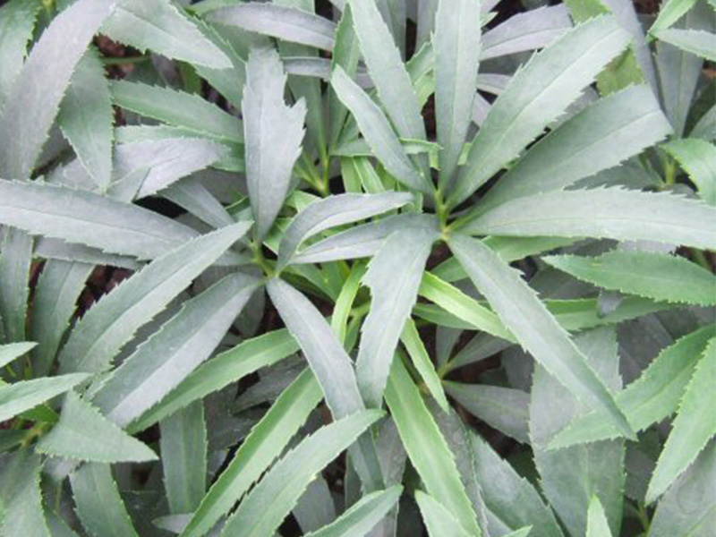 Helleborus foetidus-0