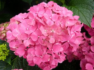 Hydrangea macrophylla 'Forever Pink'-0