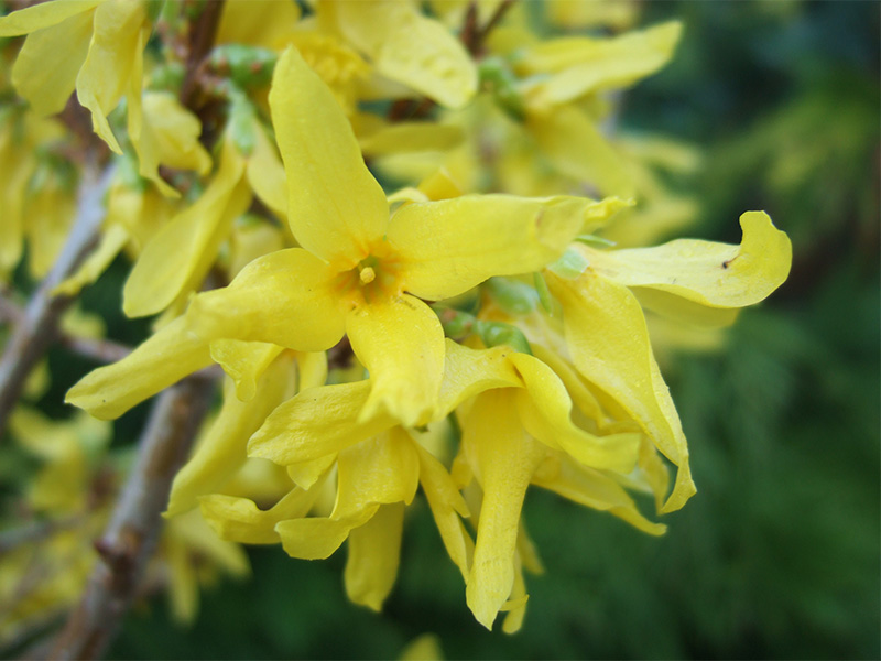 Forsythia 'Golden Times'-0