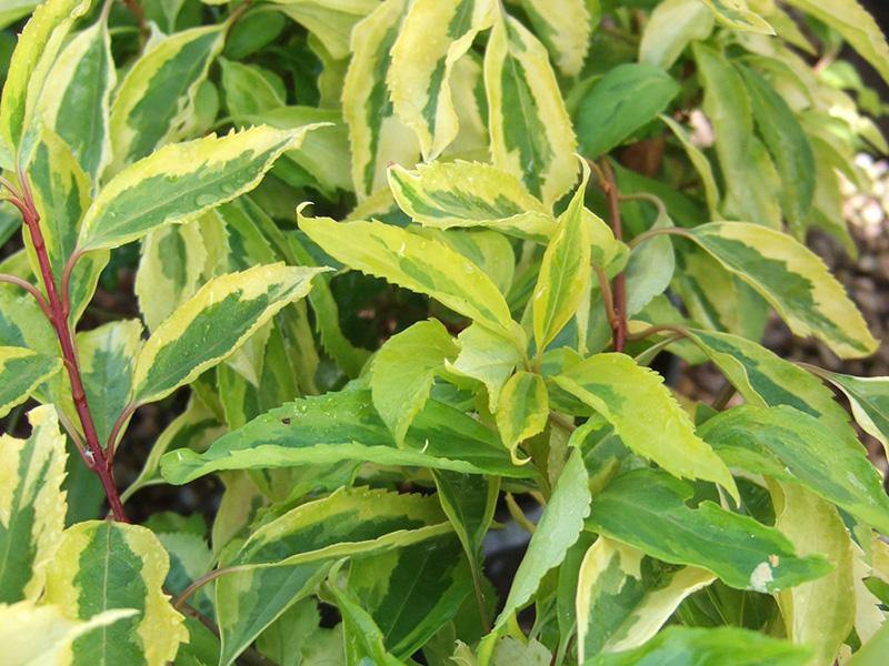 Forsythia 'Golden Times'-1619