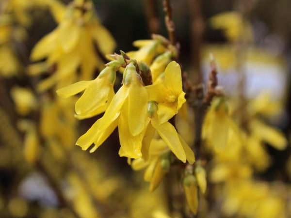 Forsythia 'Golden Times'-0