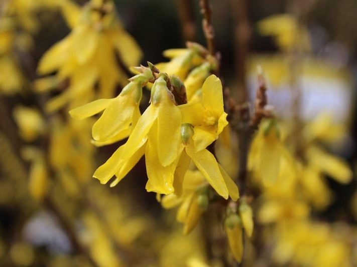 Forsythia 'Golden Times'-0