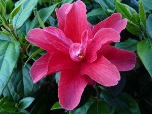 Camellia x williamsii 'Freedom Bell'-0