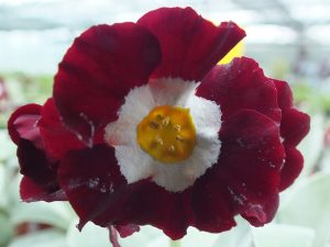 Primula auricula 'Fullers Red'-0
