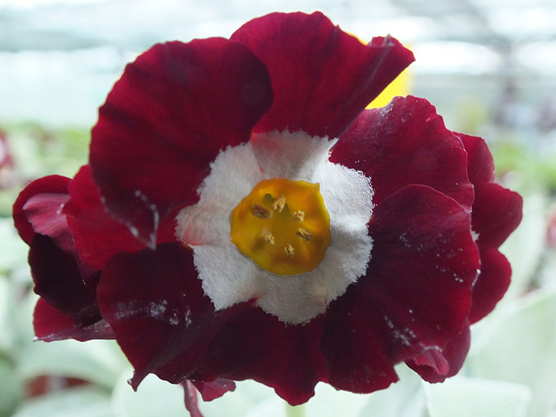 Primula auricula 'Fullers Red'-0