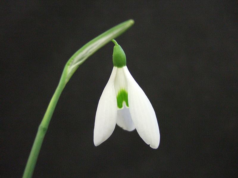 Galanthus 'Atkinsii'-0