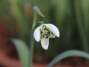 Galanthus 'Ballerina'-0