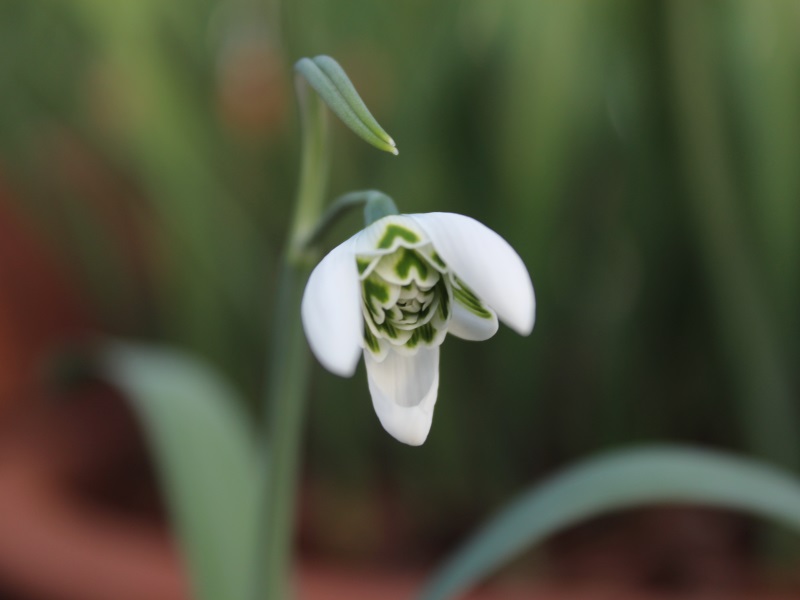 Galanthus 'Ballerina'-0