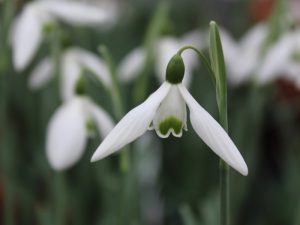 Galanthus 'Bess'-0