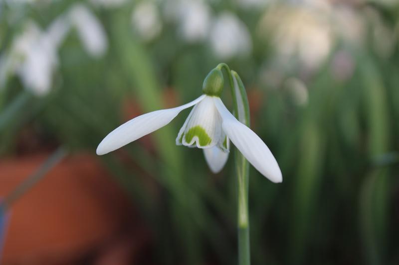Galanthus 'Brenda Troyle'-8419