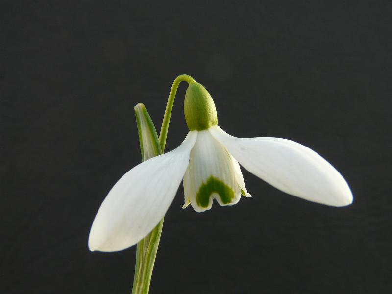Galanthus 'Brenda Troyle'-8328