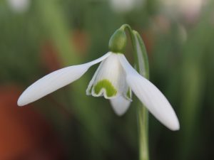Galanthus 'Brenda Troyle'-0