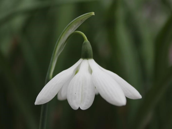 Galanthus elwesii 'Godfrey Owen'-26158