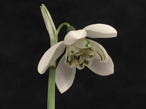 Galanthus elwesii 'Godfrey Owen'-0