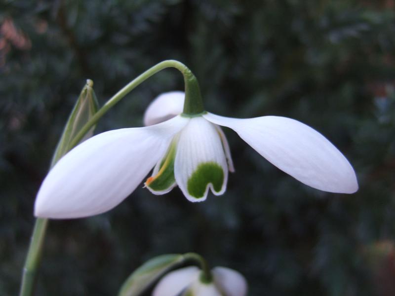 Galanthus 'Hippolyta'-8339