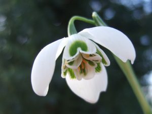 Galanthus 'Hippolyta'-0