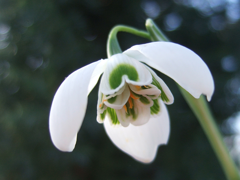 Galanthus 'Hippolyta'-0